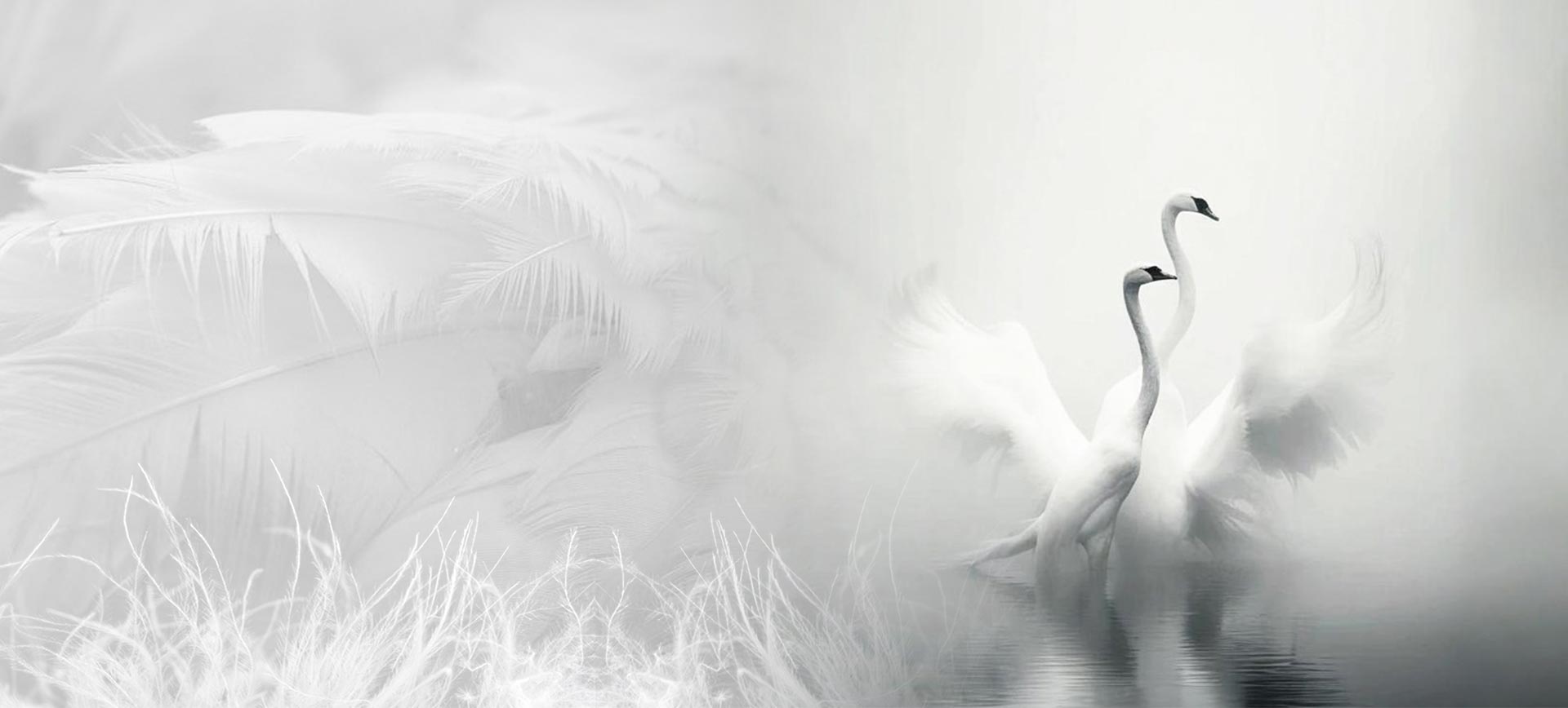 Zhejiang Shengjie Down Products Co, Ltd.